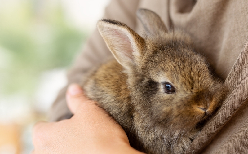 lp_support_shutterstock_1768073399.jpg Pet Food, Melbourne