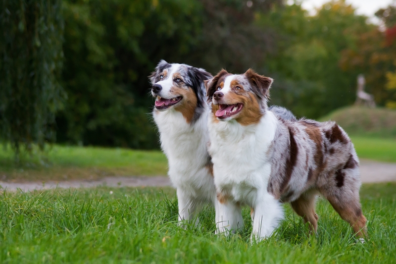 lp_support_shutterstock_674493130.jpg Natural Dog Food, Cocoa