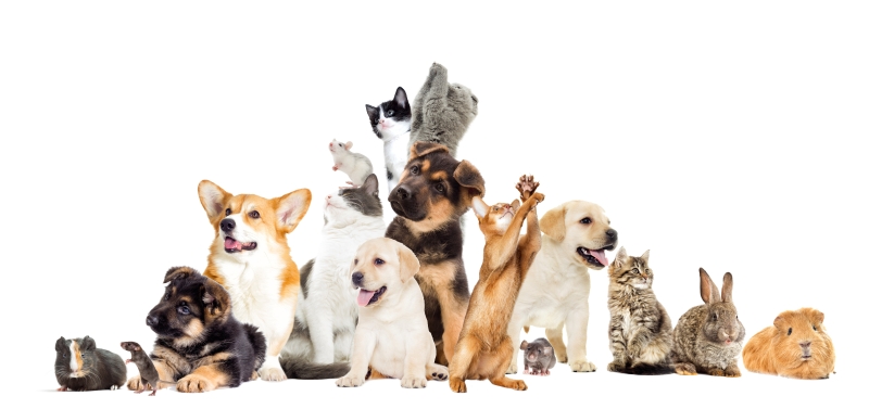 lp_support_shutterstock_578296468.jpg What Are the Benefits of Natural Dog Food?, Rockledge