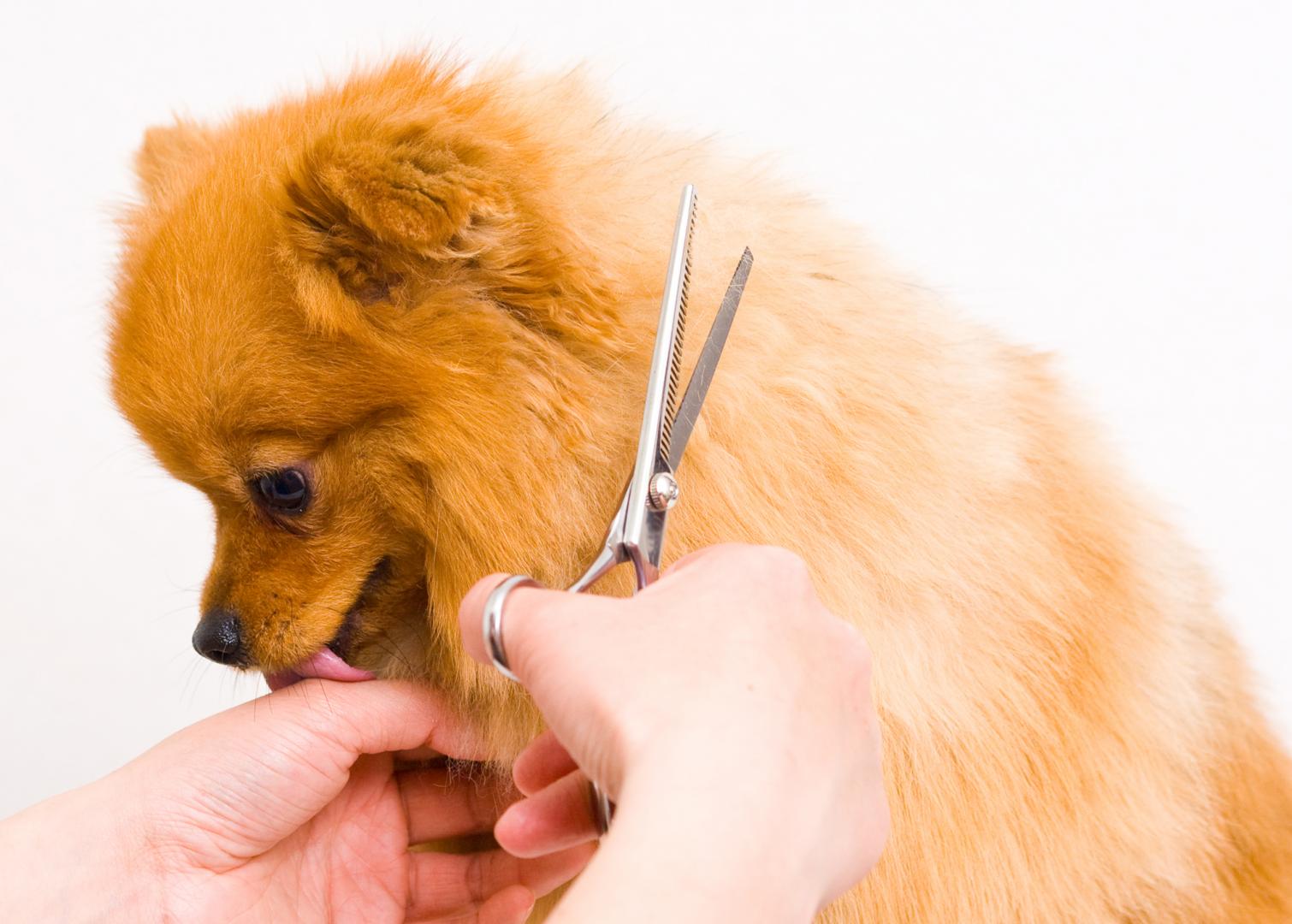 Raw Pet Food Melbourne