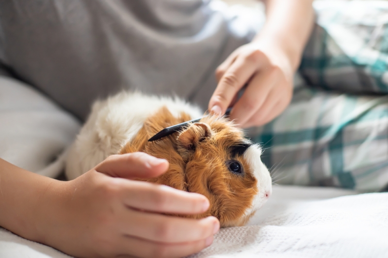 lp_support_shutterstock_1858712623.jpg What Ingredients Should I Look for in Pet Food?, Rockledge