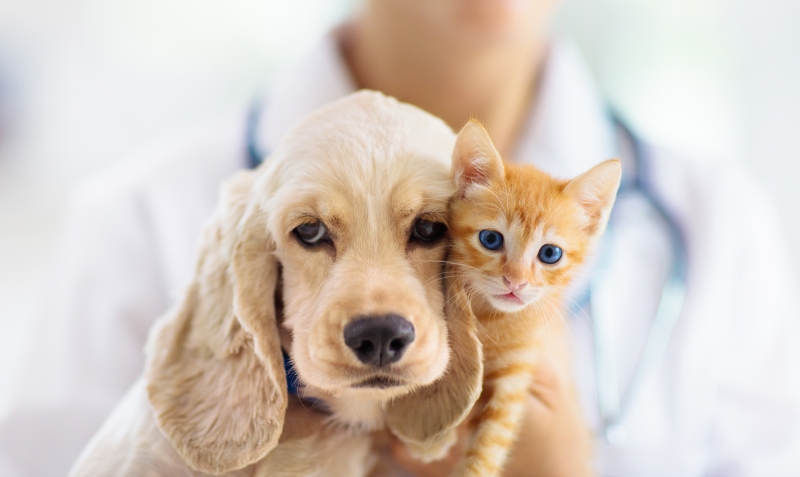 lp_support_shutterstock_1479237476.jpg Pet Food, Cocoa