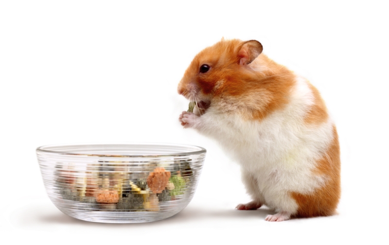 lp_support_shutterstock_37147801.jpg Raw Pet Food, Melbourne